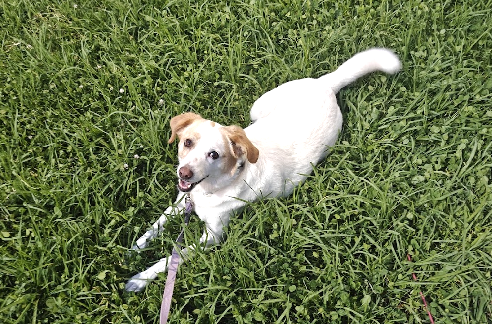 Fixing the app I built for my dog's medication schedule - banner